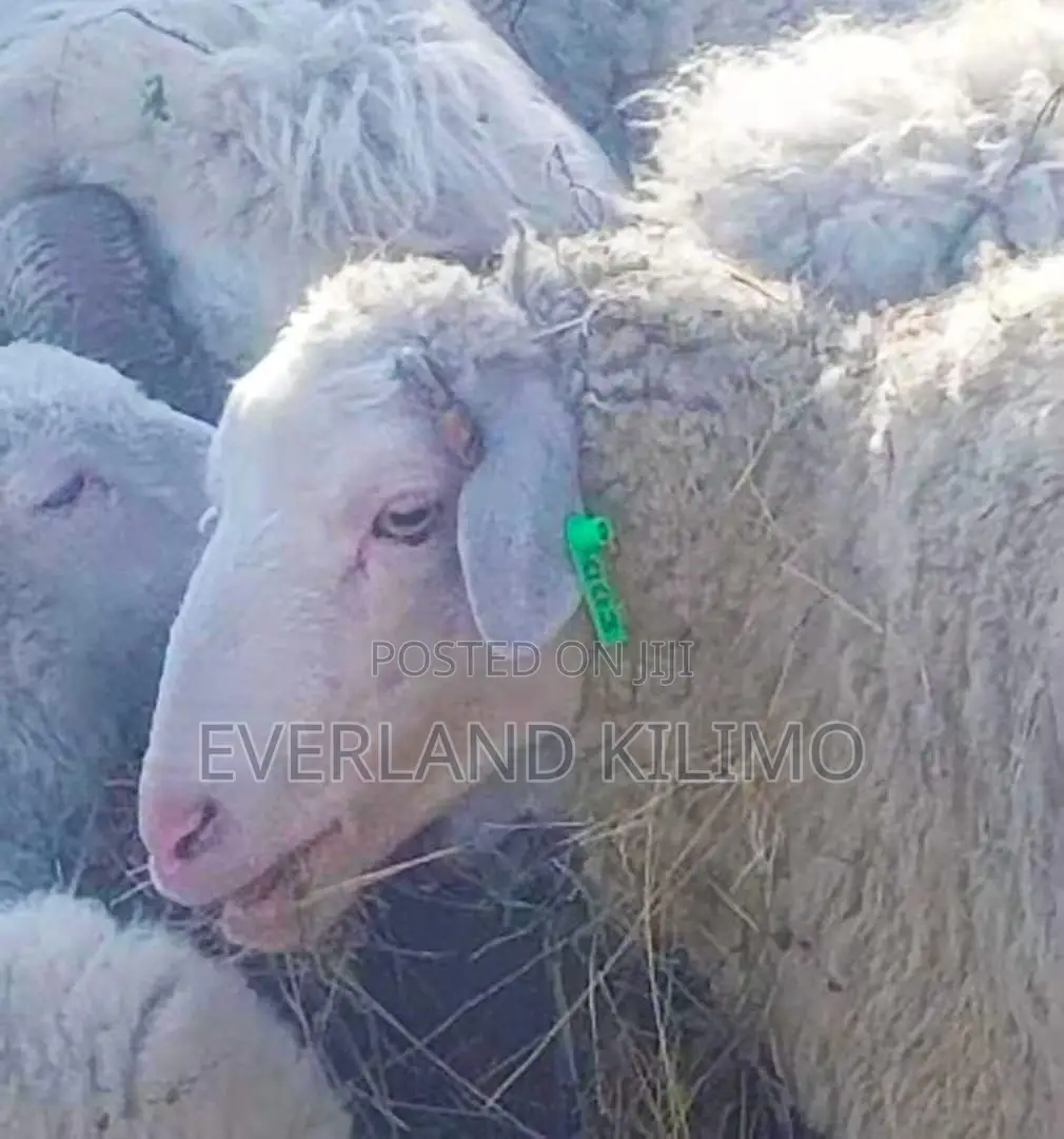 Slim Goats Ear Tag