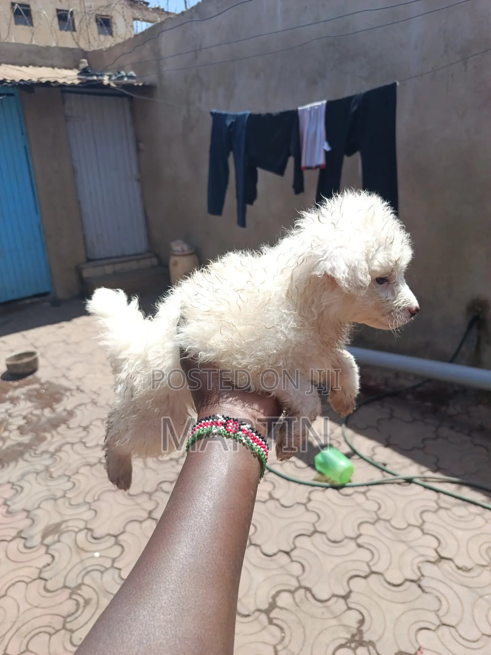 1-3 months Female Purebred Japanese Spitz