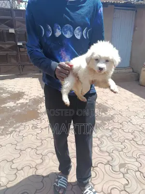 1-3 months Female Purebred Japanese Spitz