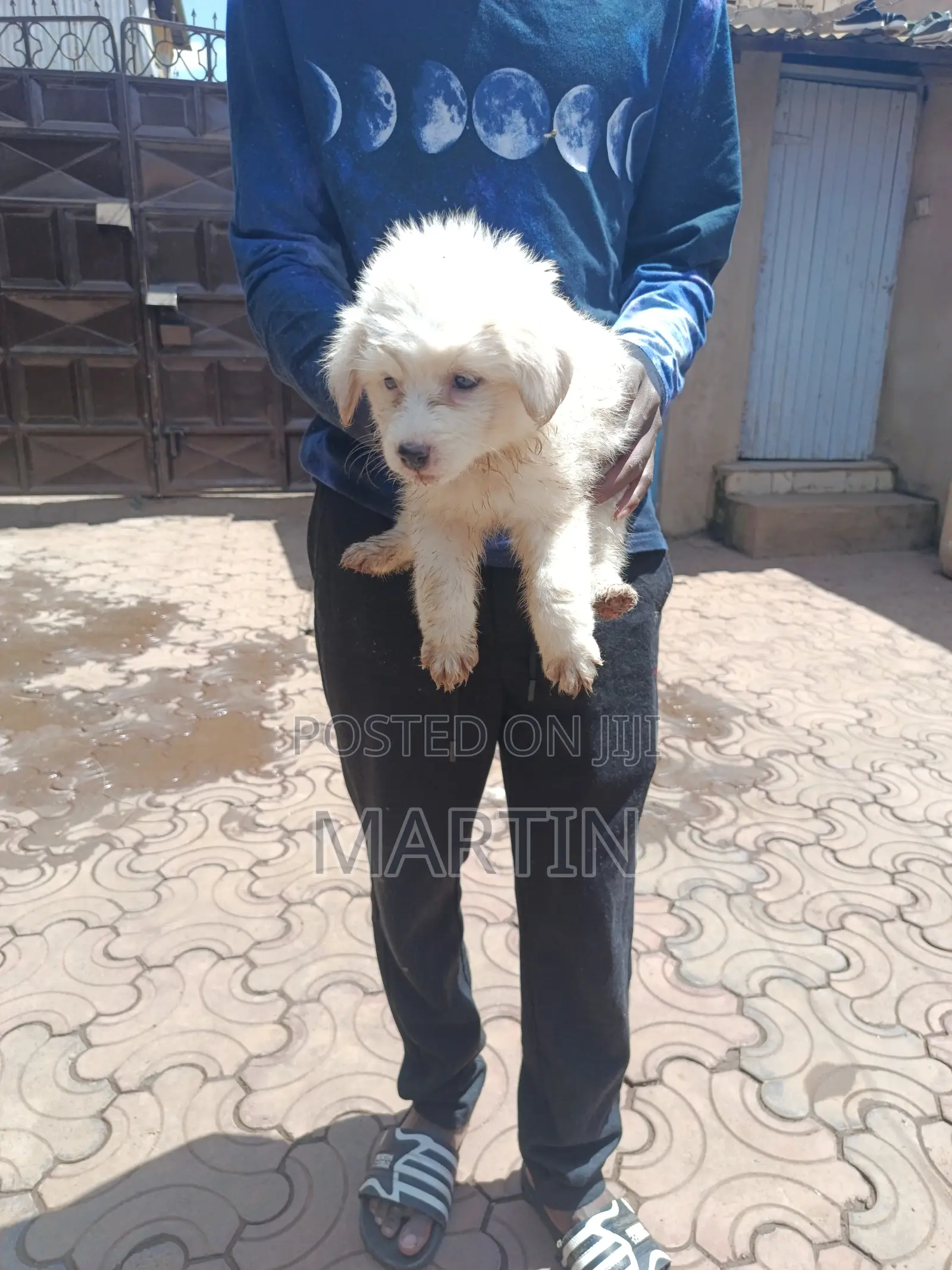 1-3 months Female Purebred Japanese Spitz