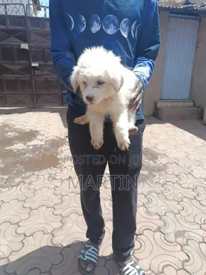 1-3 months Female Purebred Japanese Spitz