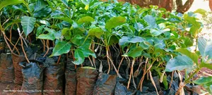 Coffee Seedlings Both Ruiru Grafted and Non Grafted Available.