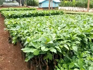 Coffee Seedlings Both Ruiru Grafted and Non Grafted Available.