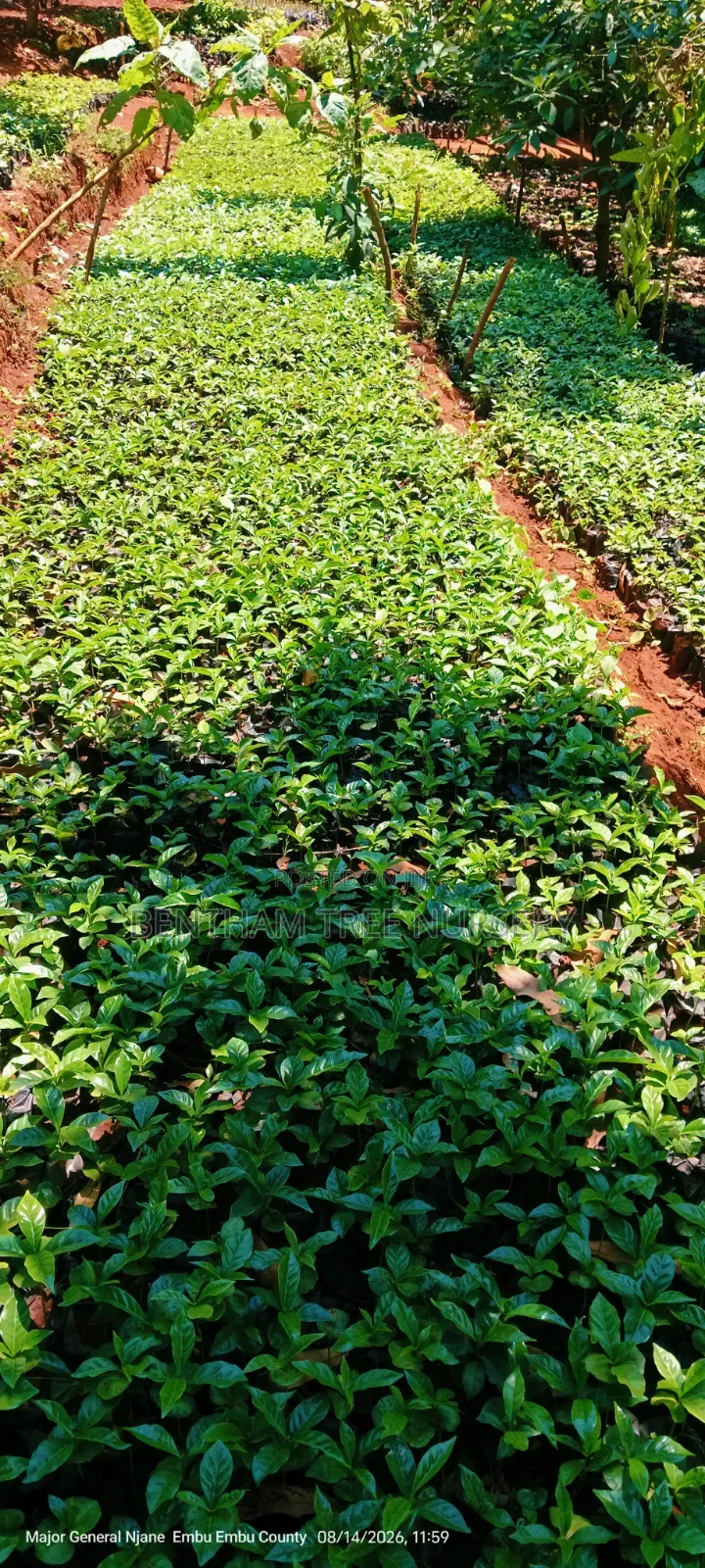 Coffee Seedlings Both Ruiru Grafted and Non Grafted Available.