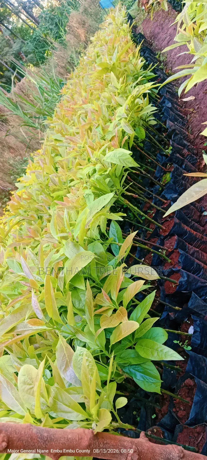 Grafted Golden Hass Avocado