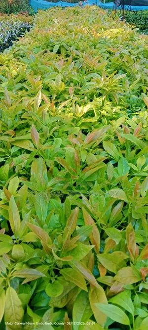Grafted Golden Hass Avocado