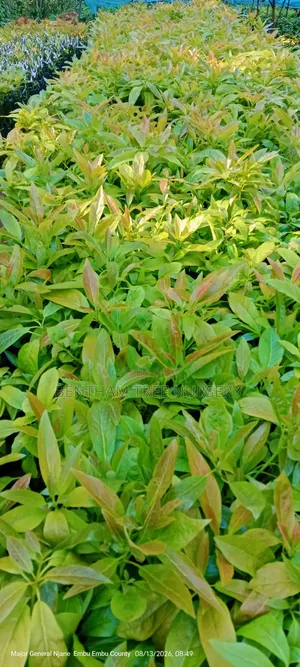 Grafted Golden Hass Avocado