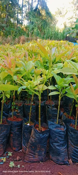 Grafted Golden Hass Avocado