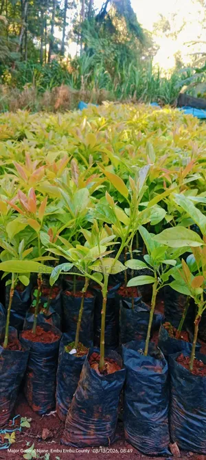 Grafted Golden Hass Avocado
