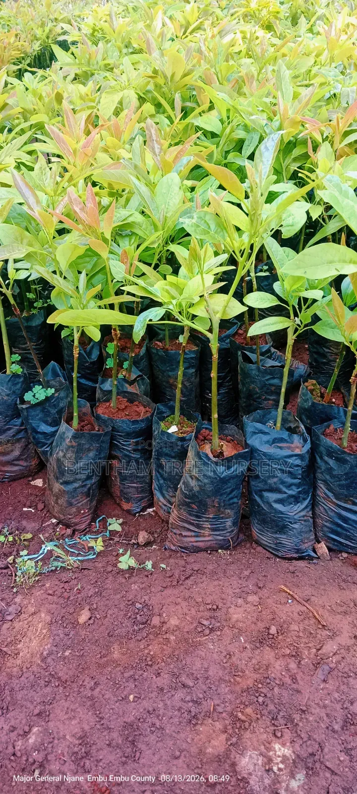Grafted Golden Hass Avocado