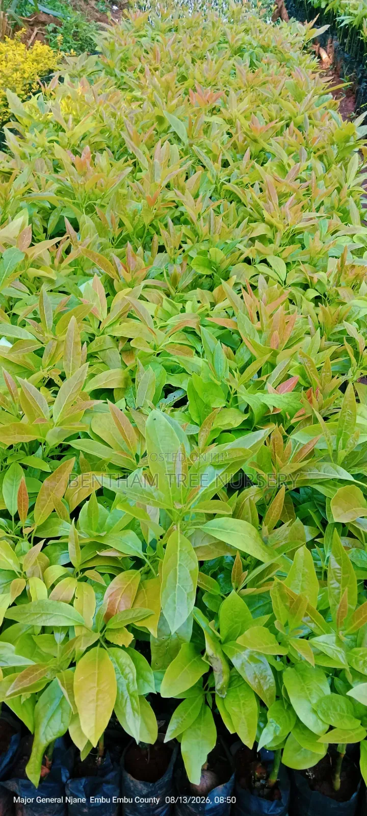 Grafted Golden Hass Avocado
