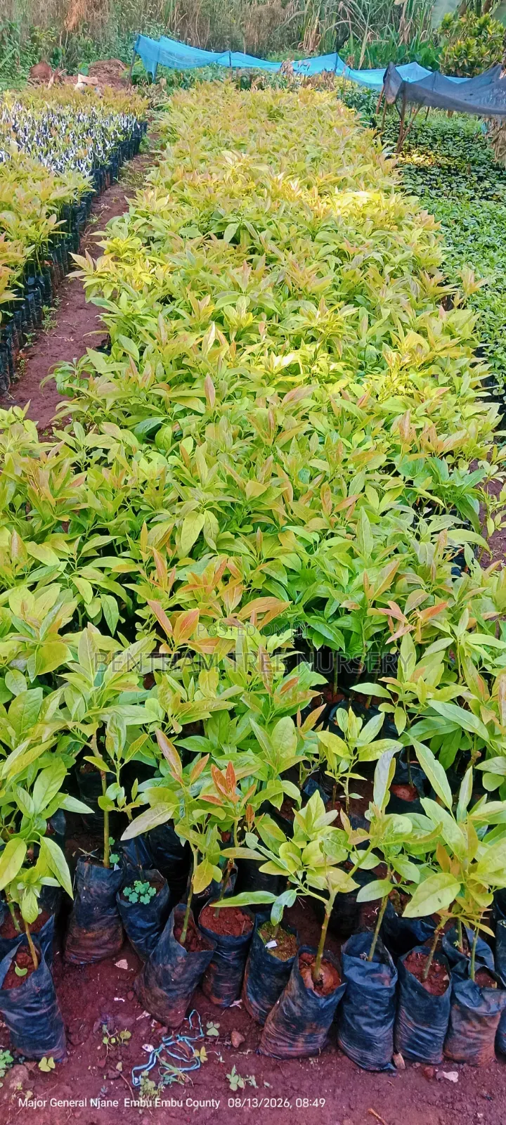 Grafted Golden Hass Avocado