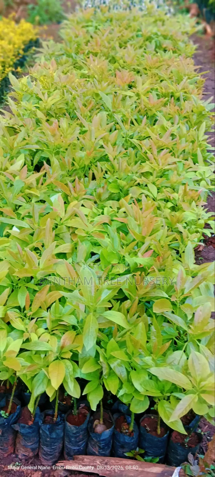 Grafted Golden Hass Avocado