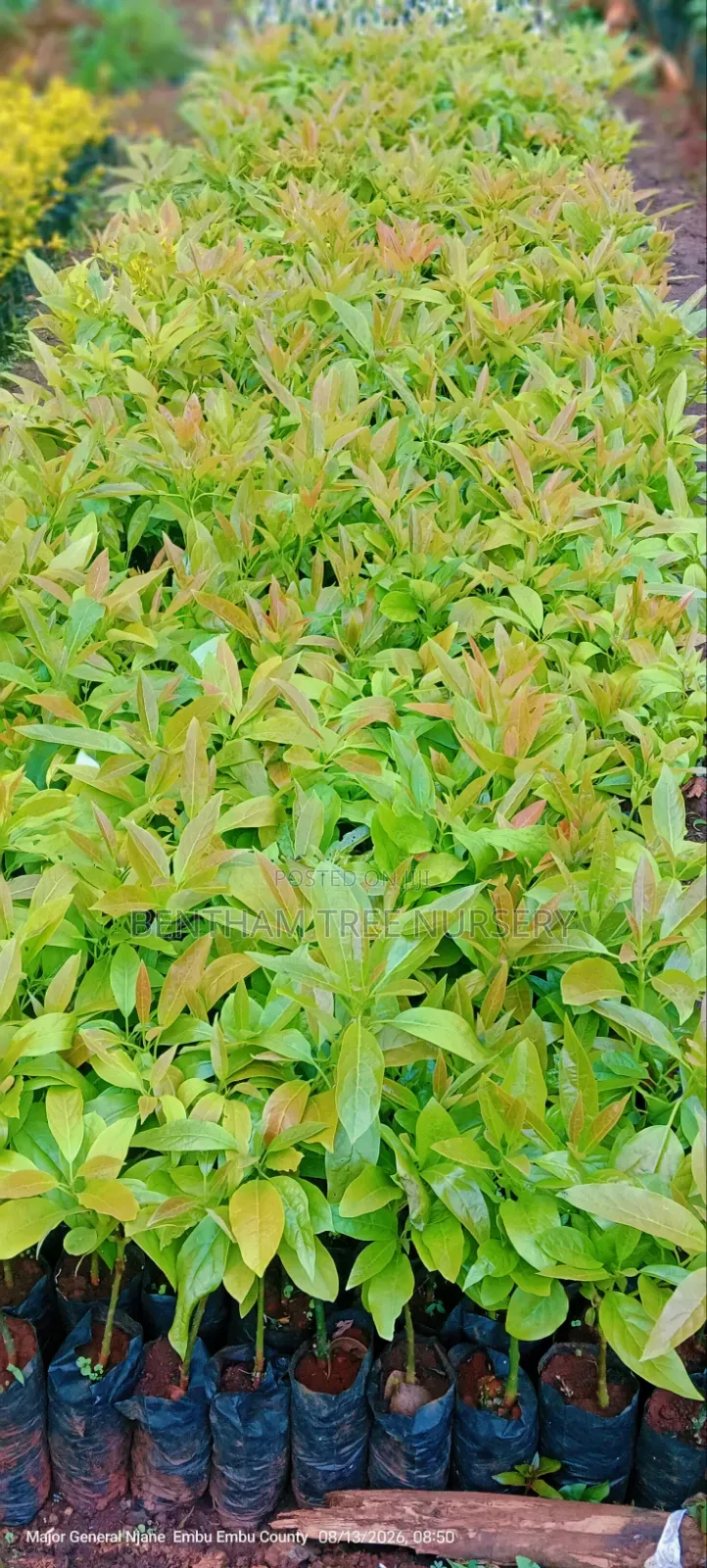 Grafted Golden Hass Avocado