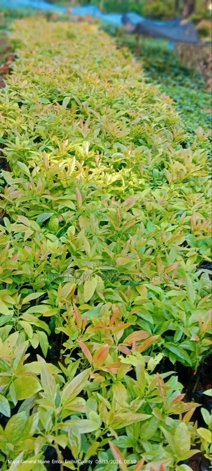 Grafted Golden Hass Avocado