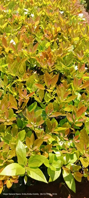 Fuerte Avocado Seedlings