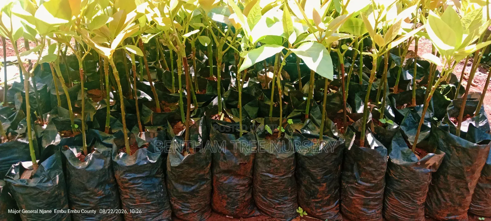 Fuerte Avocado Seedlings