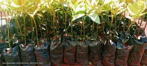 Fuerte Avocado Seedlings