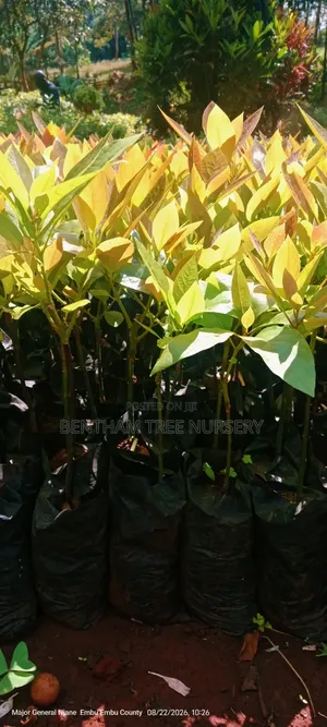 Fuerte Avocado Seedlings