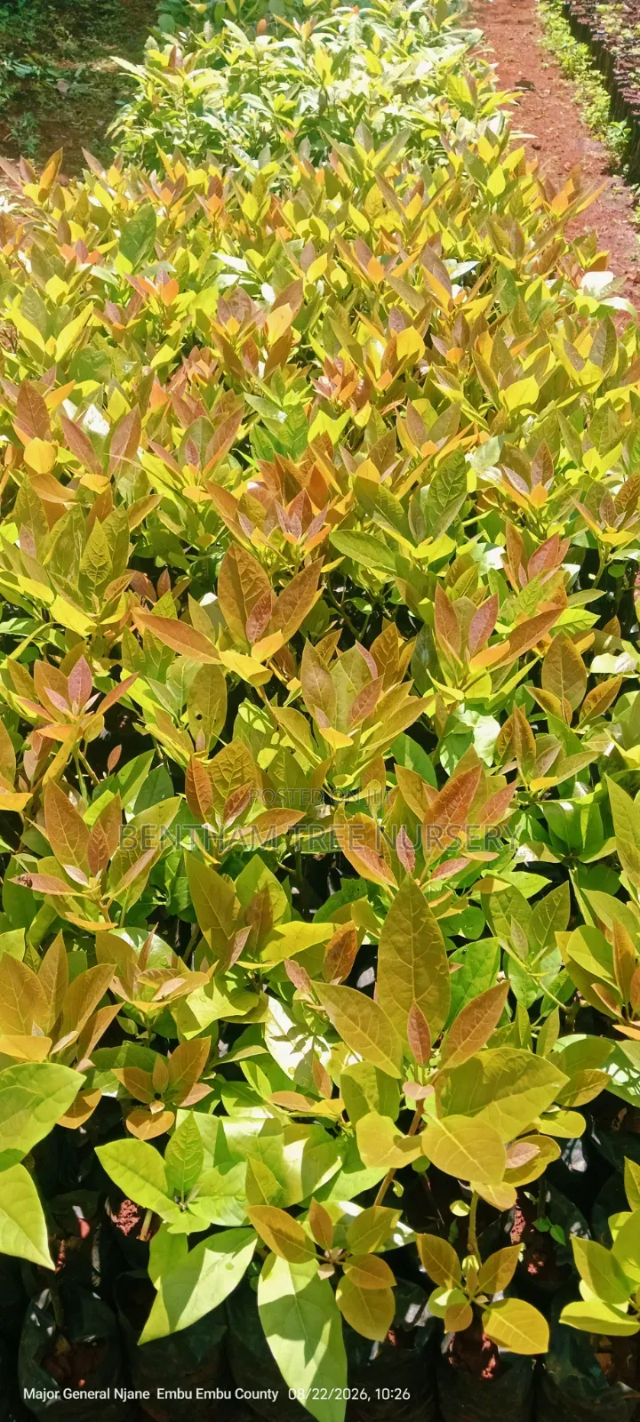 Fuerte Avocado Seedlings
