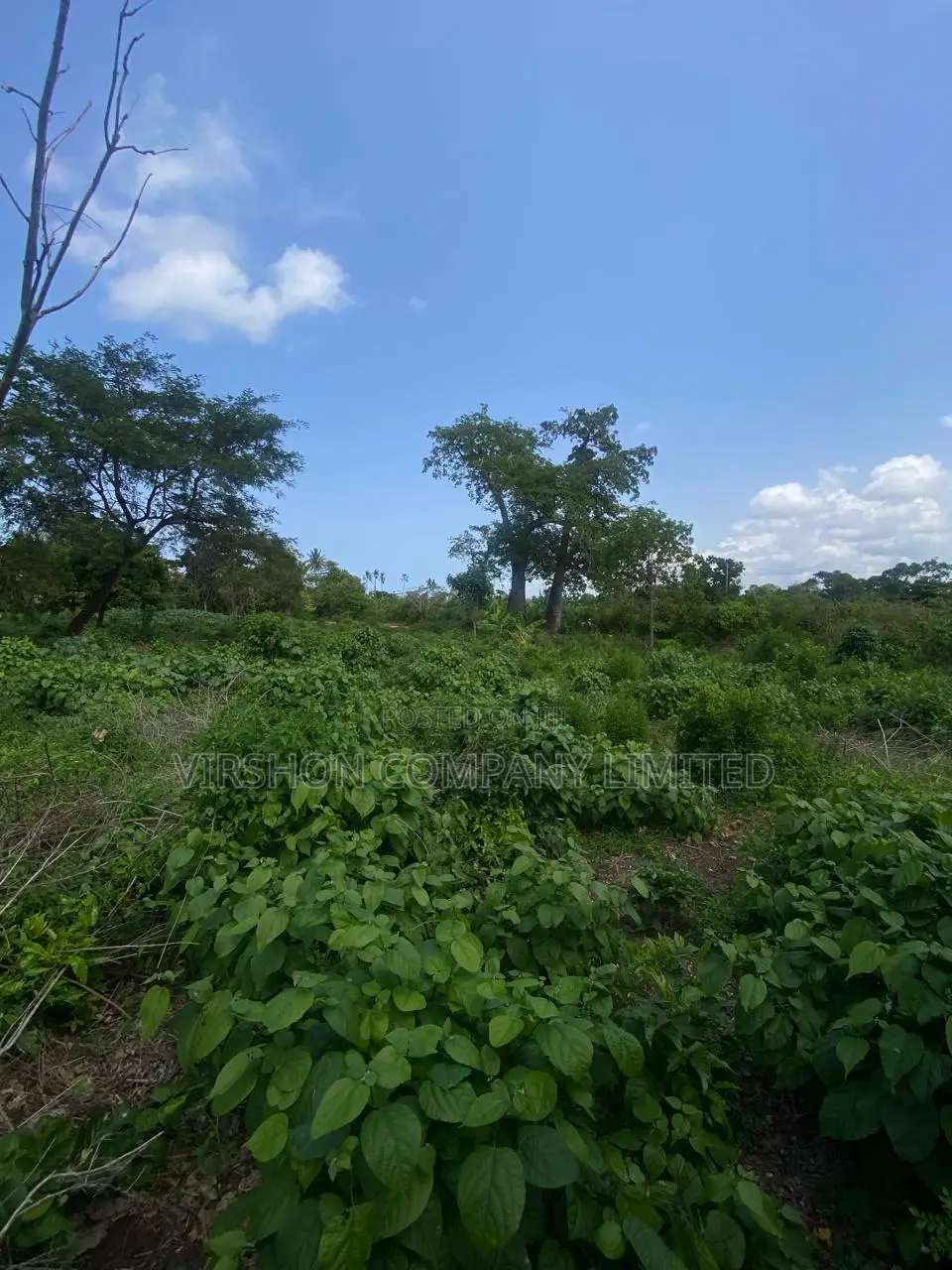 Prime Plot for Sale in Diani