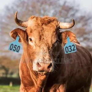 Vaccination Record Tag - Medium Ear Tag