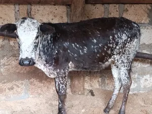Girilando Breeds for Sale in Kenya, Githunguri.