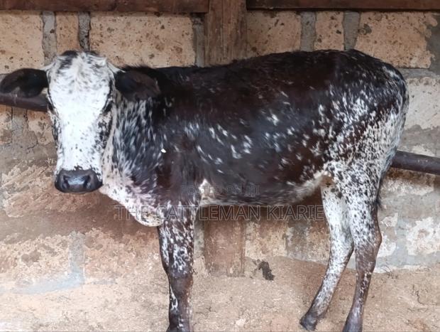 Girilando Breeds for Sale in Kenya, Githunguri.