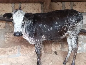 Girilando Breeds for Sale in Kenya, Githunguri.