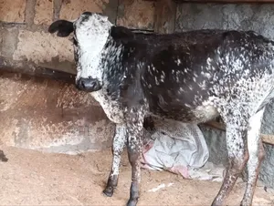 Girilando Breeds for Sale in Kenya, Githunguri.