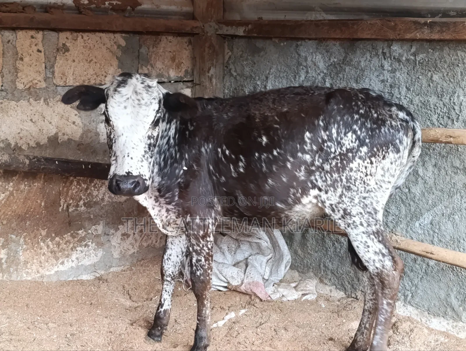 Girilando Breeds for Sale in Kenya, Githunguri.