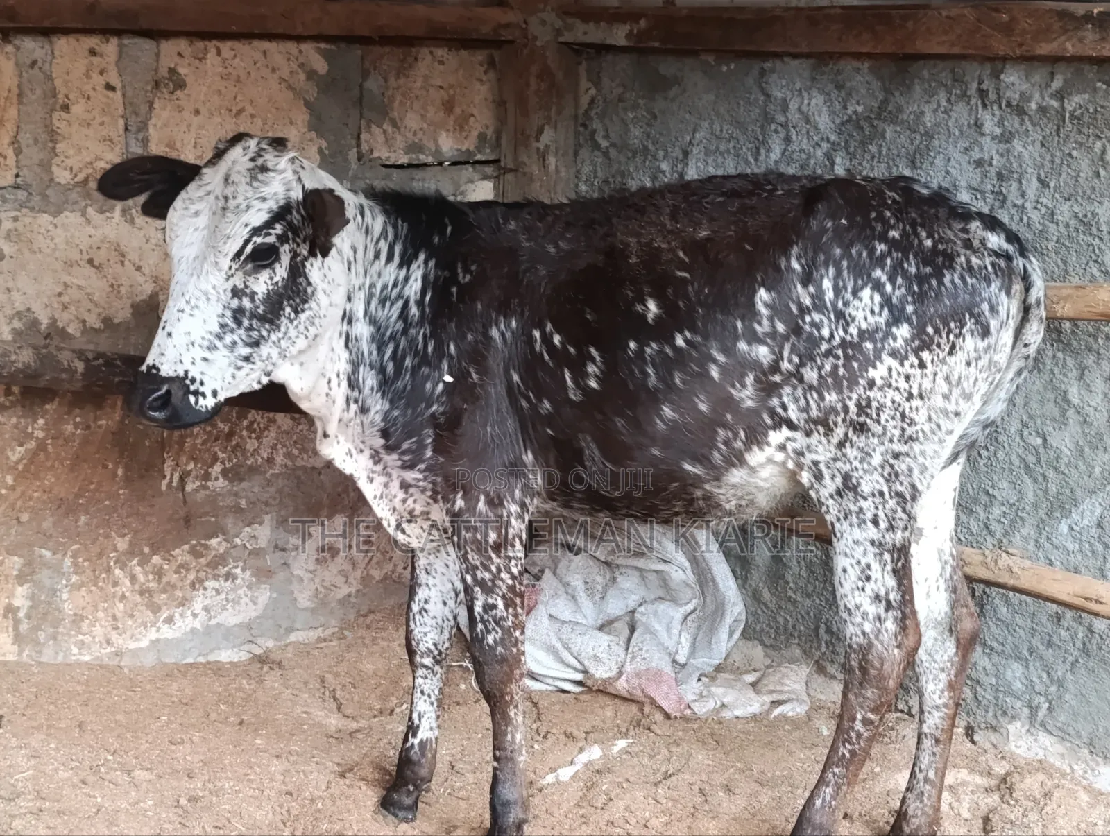 Girilando Breeds for Sale in Kenya, Githunguri.