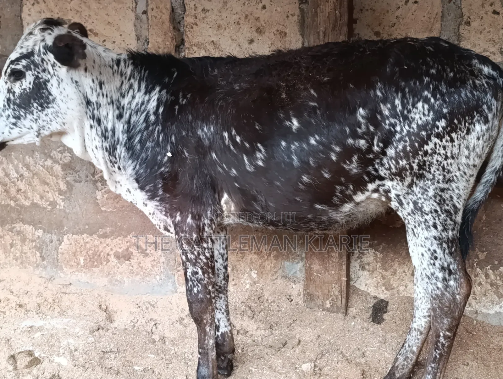 Girilando Breeds for Sale in Kenya, Githunguri.