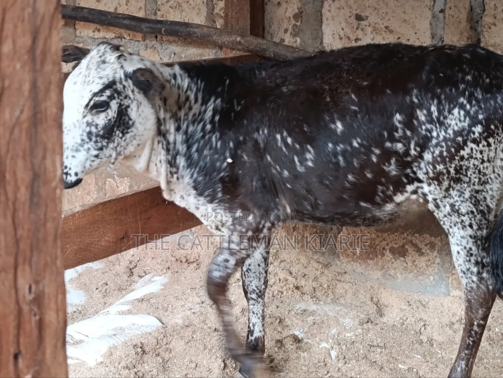 Girilando Breeds for Sale in Kenya, Githunguri.