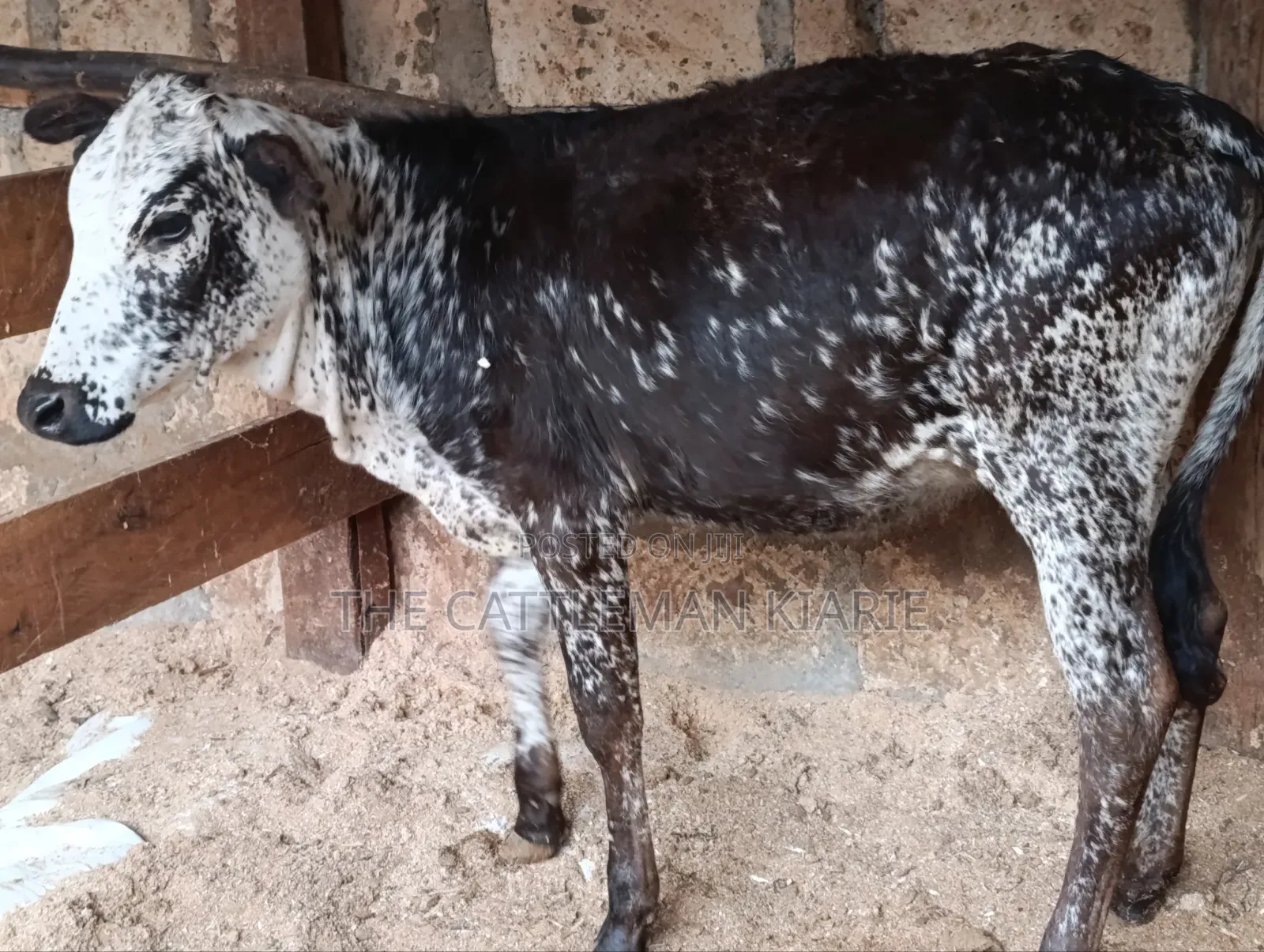 Girilando Breeds for Sale in Kenya, Githunguri.
