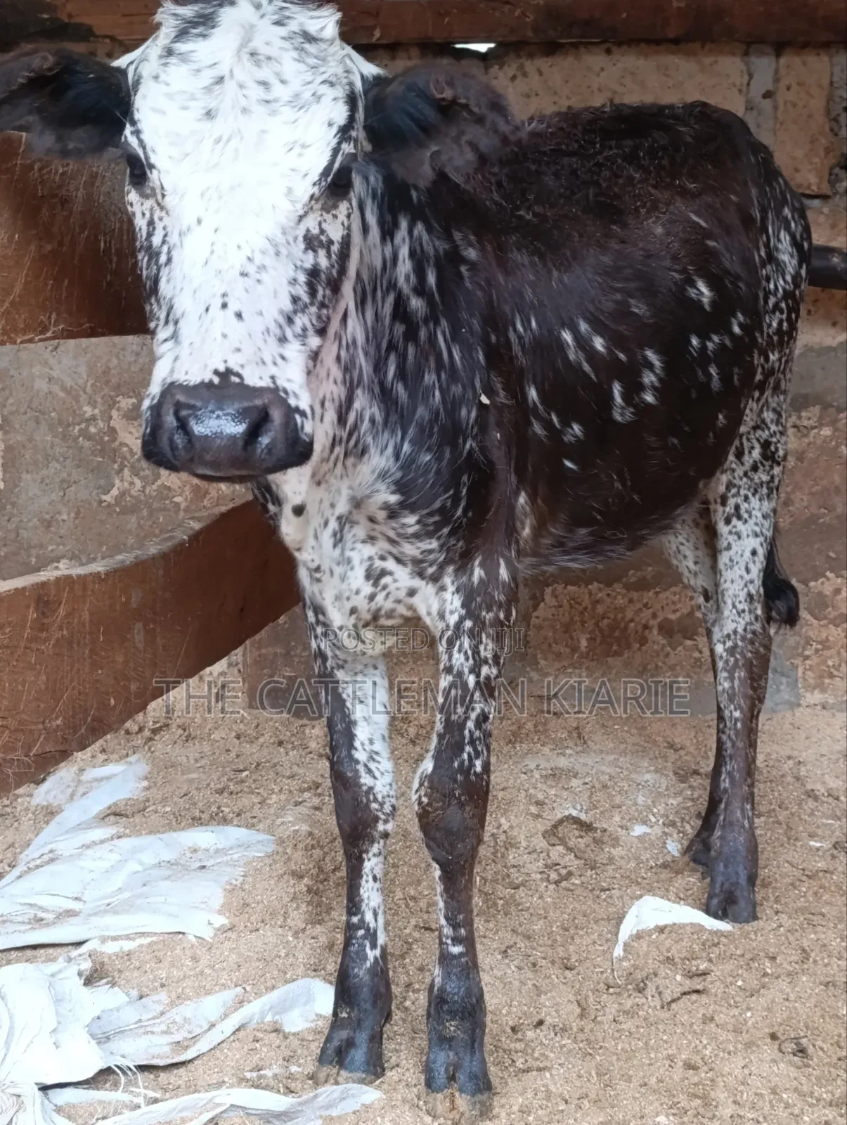 Girilando Breeds for Sale in Kenya, Githunguri.