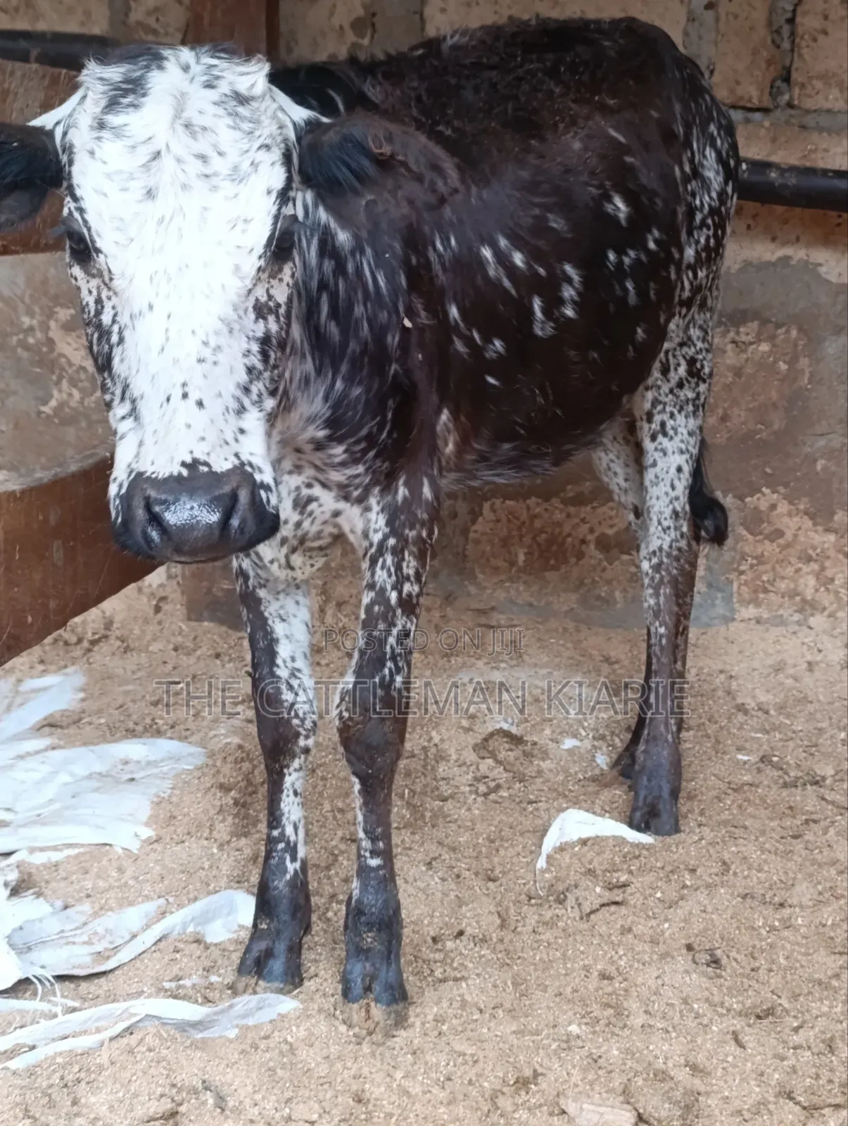 Girilando Breeds for Sale in Kenya, Githunguri.