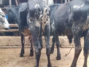 Girilando Bulls for Sale