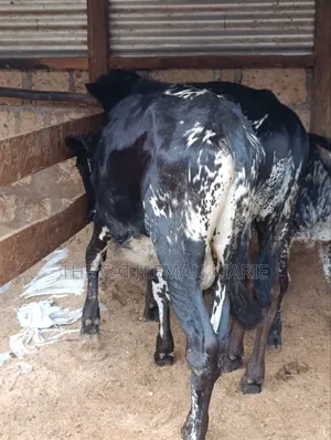 Girilando Bulls for Sale