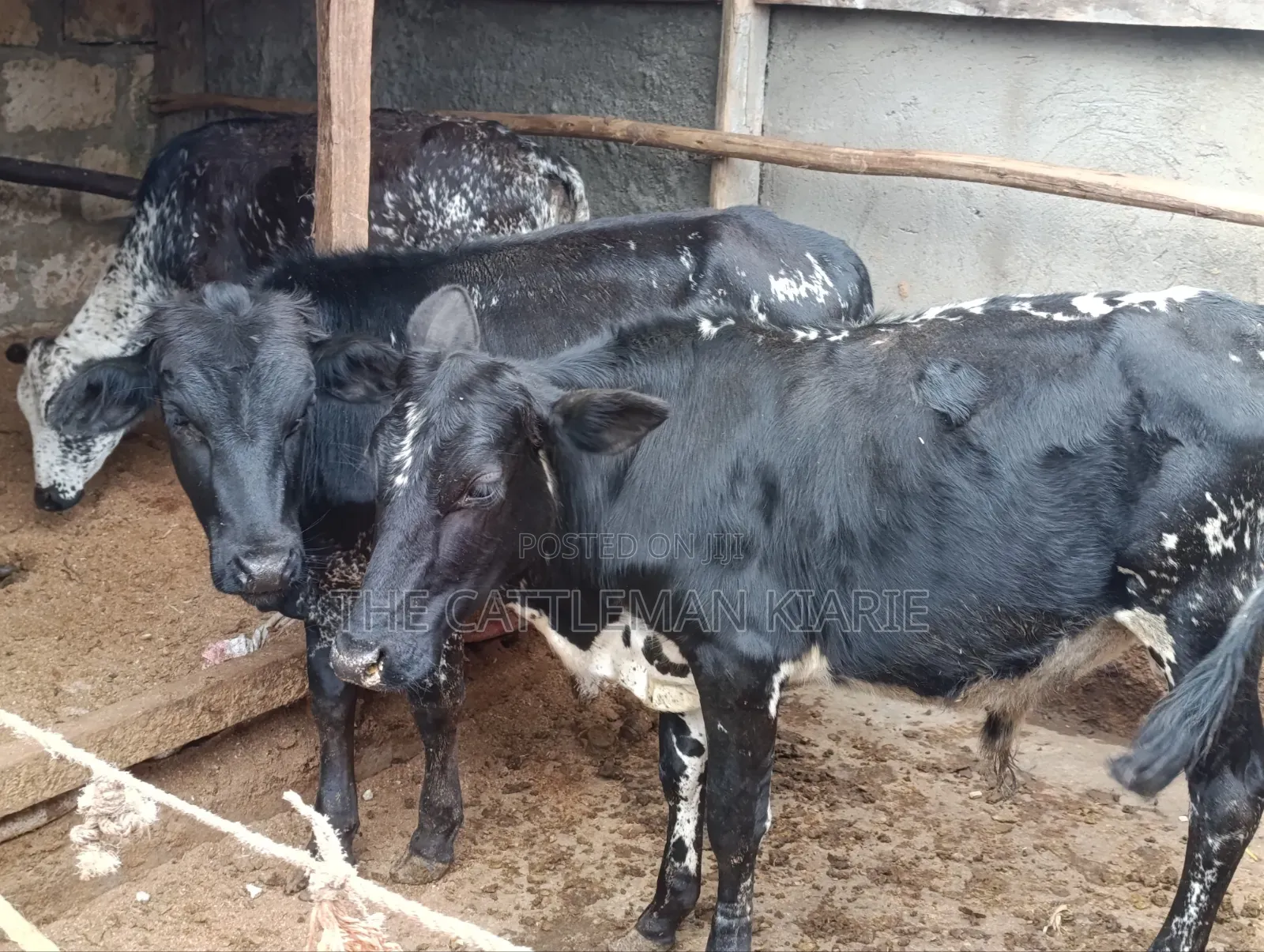 Girilando Bulls for Sale