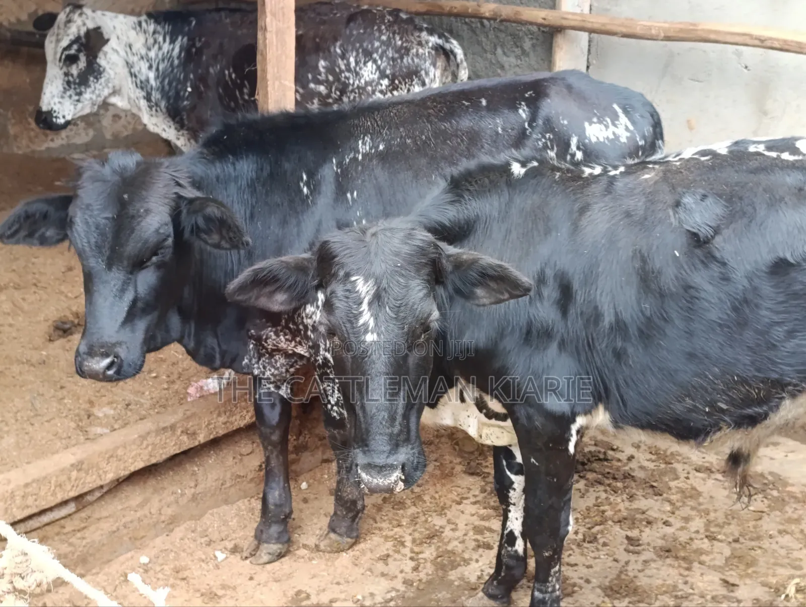 Girilando Bulls for Sale