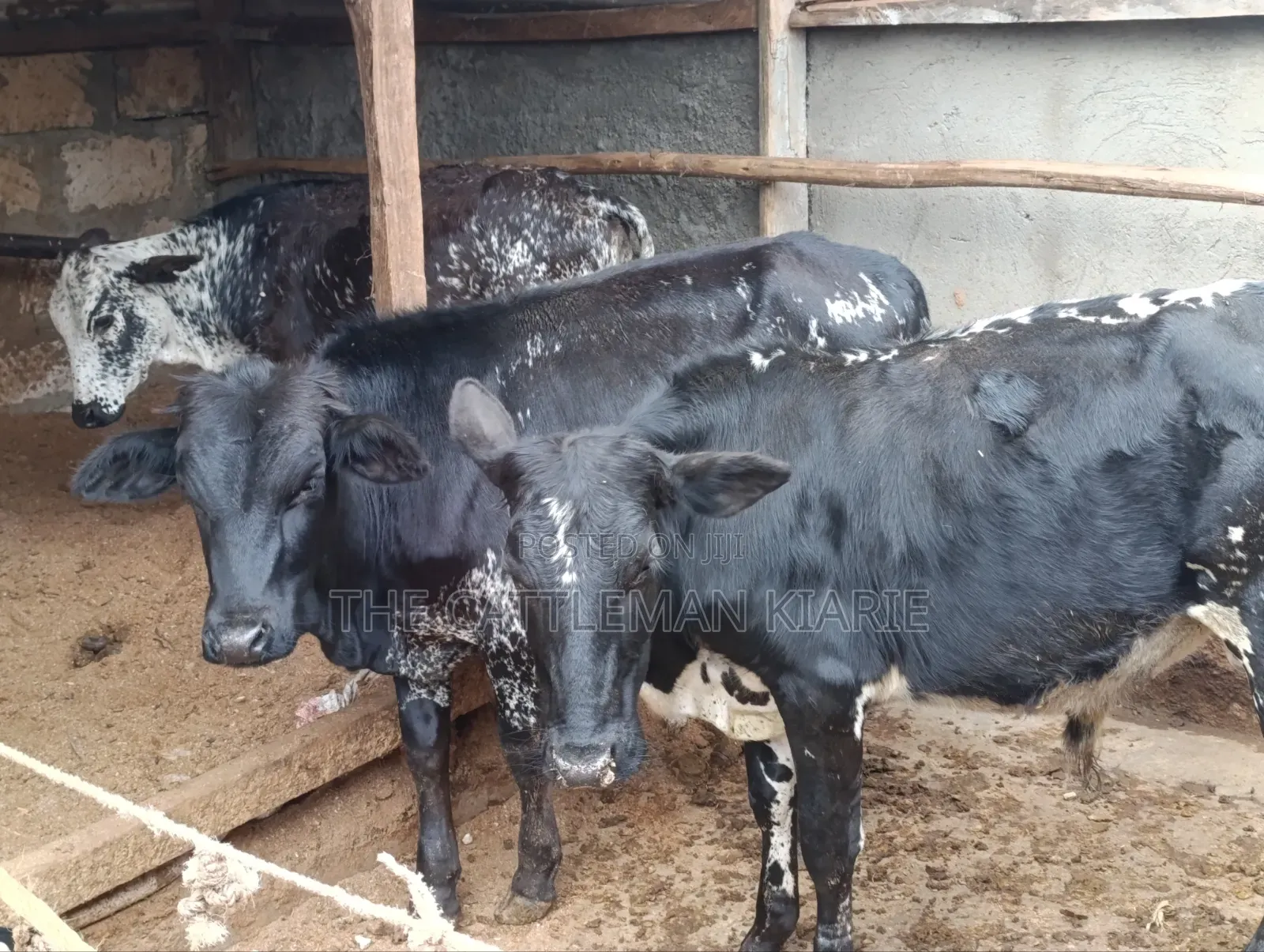 Girilando Bulls for Sale