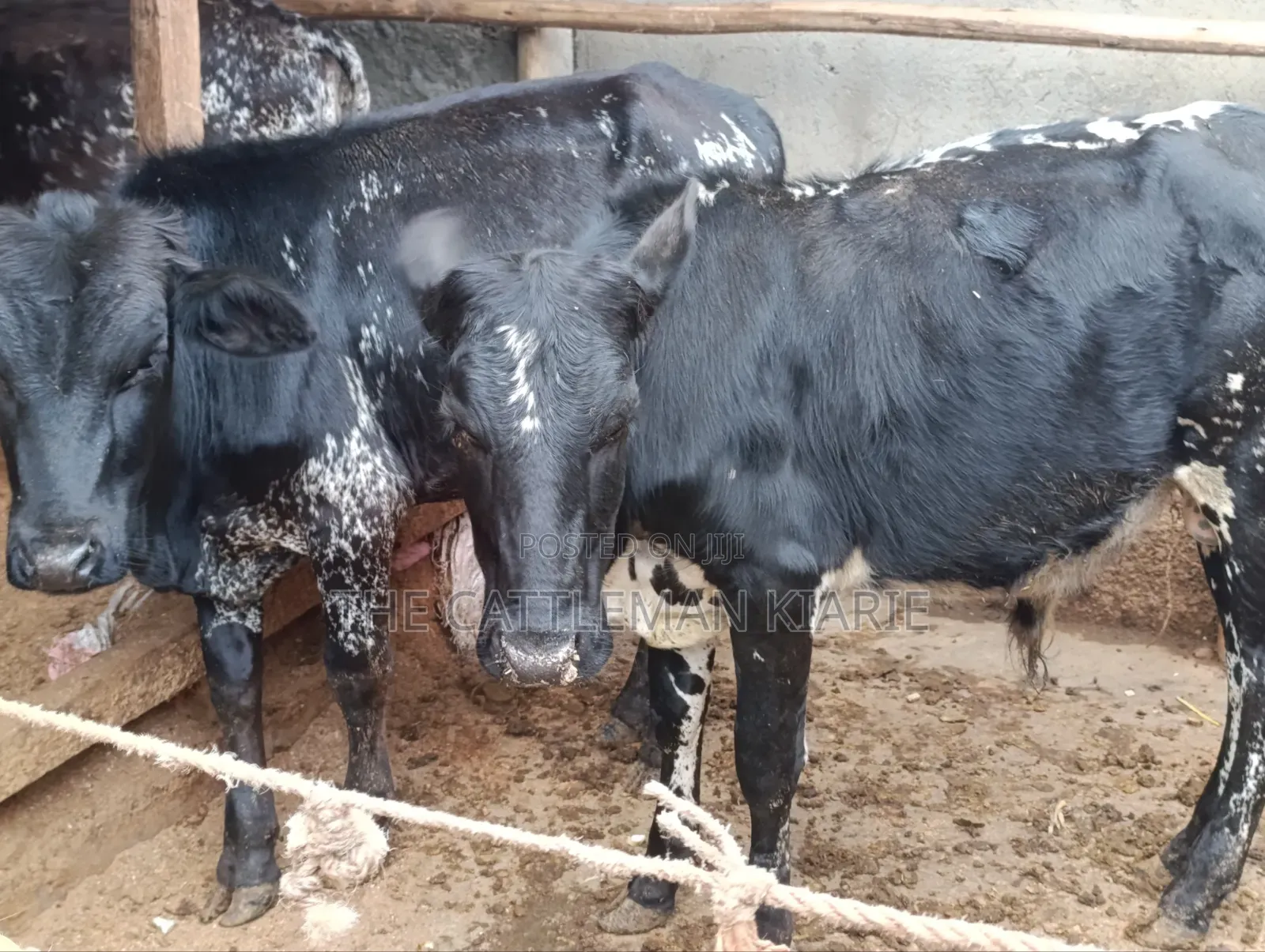 Girilando Bulls for Sale