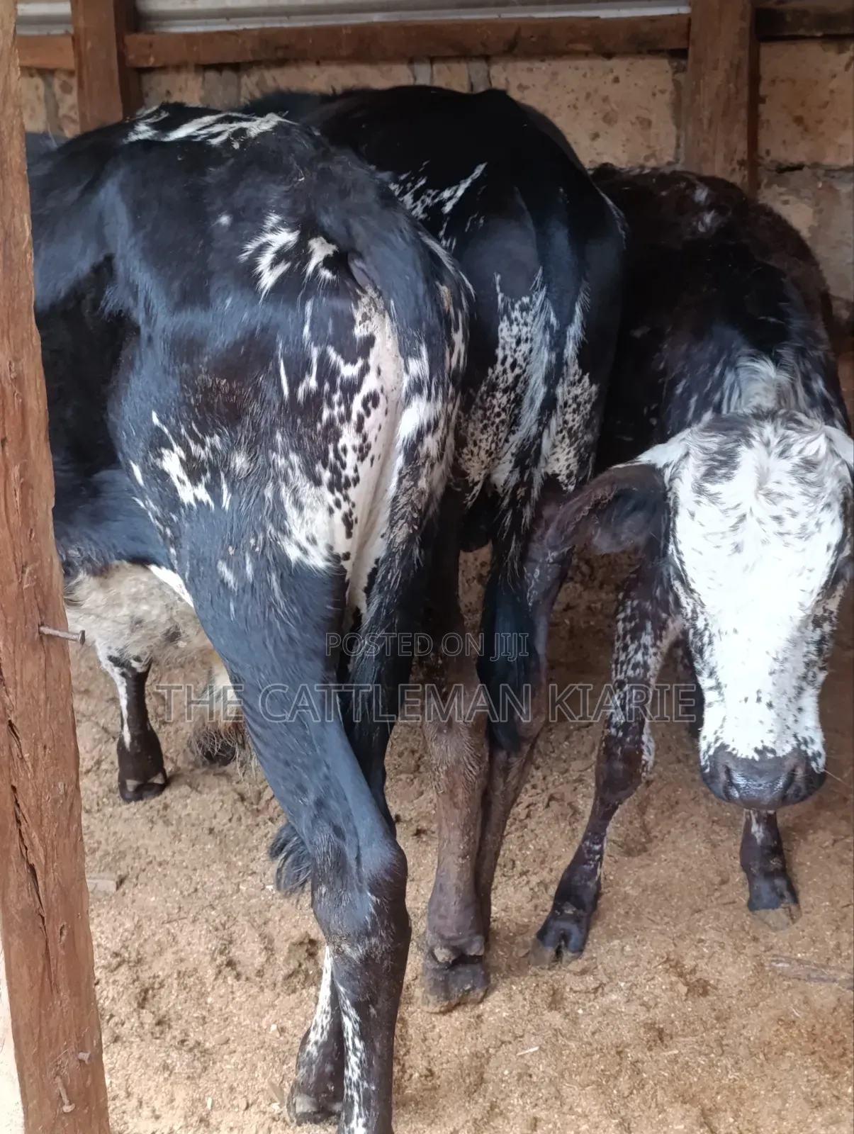 Girilando Bulls for Sale