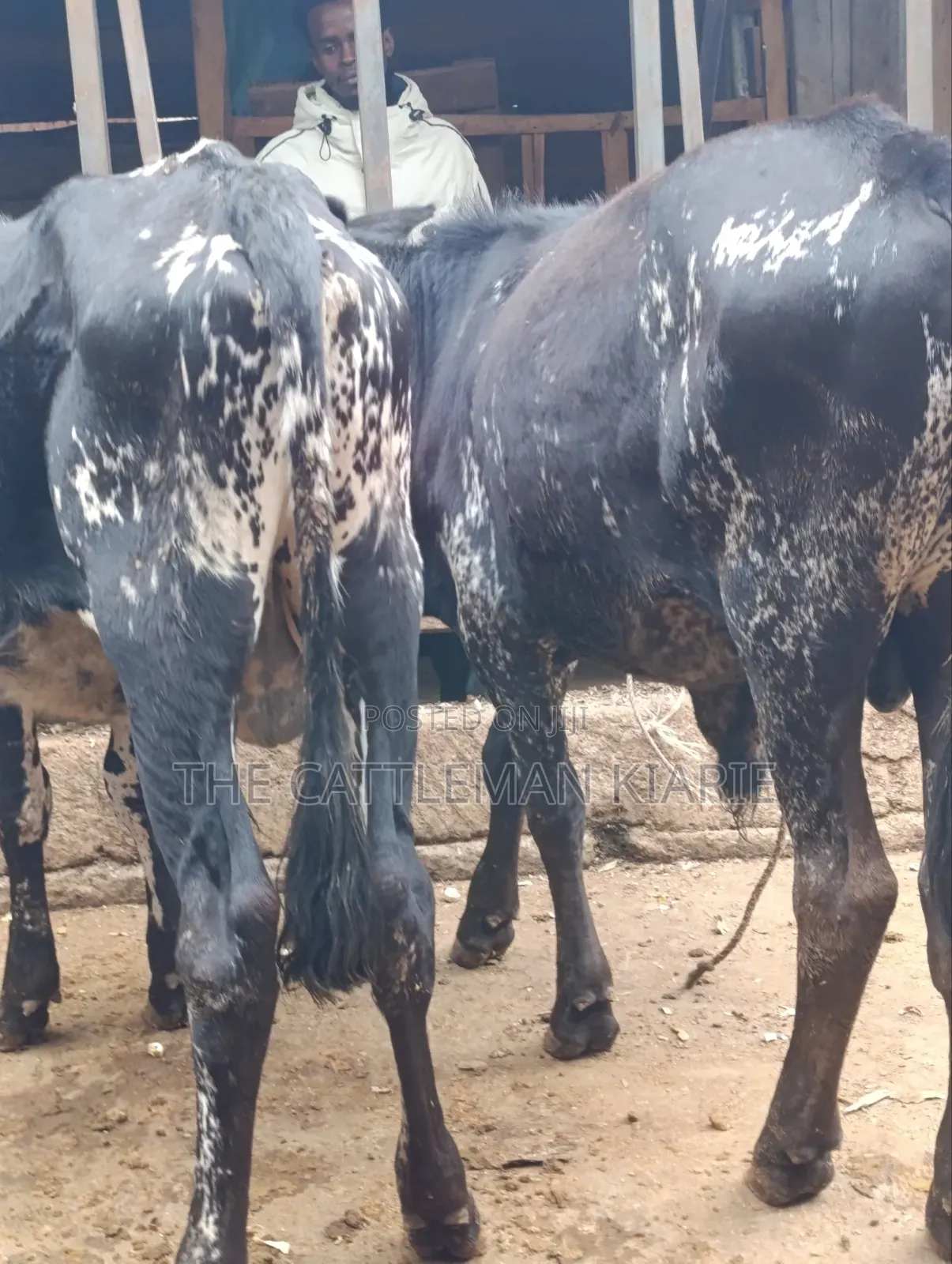 Girilando Bulls for Sale