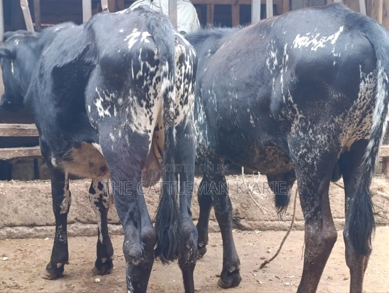 Girilando Bulls for Sale