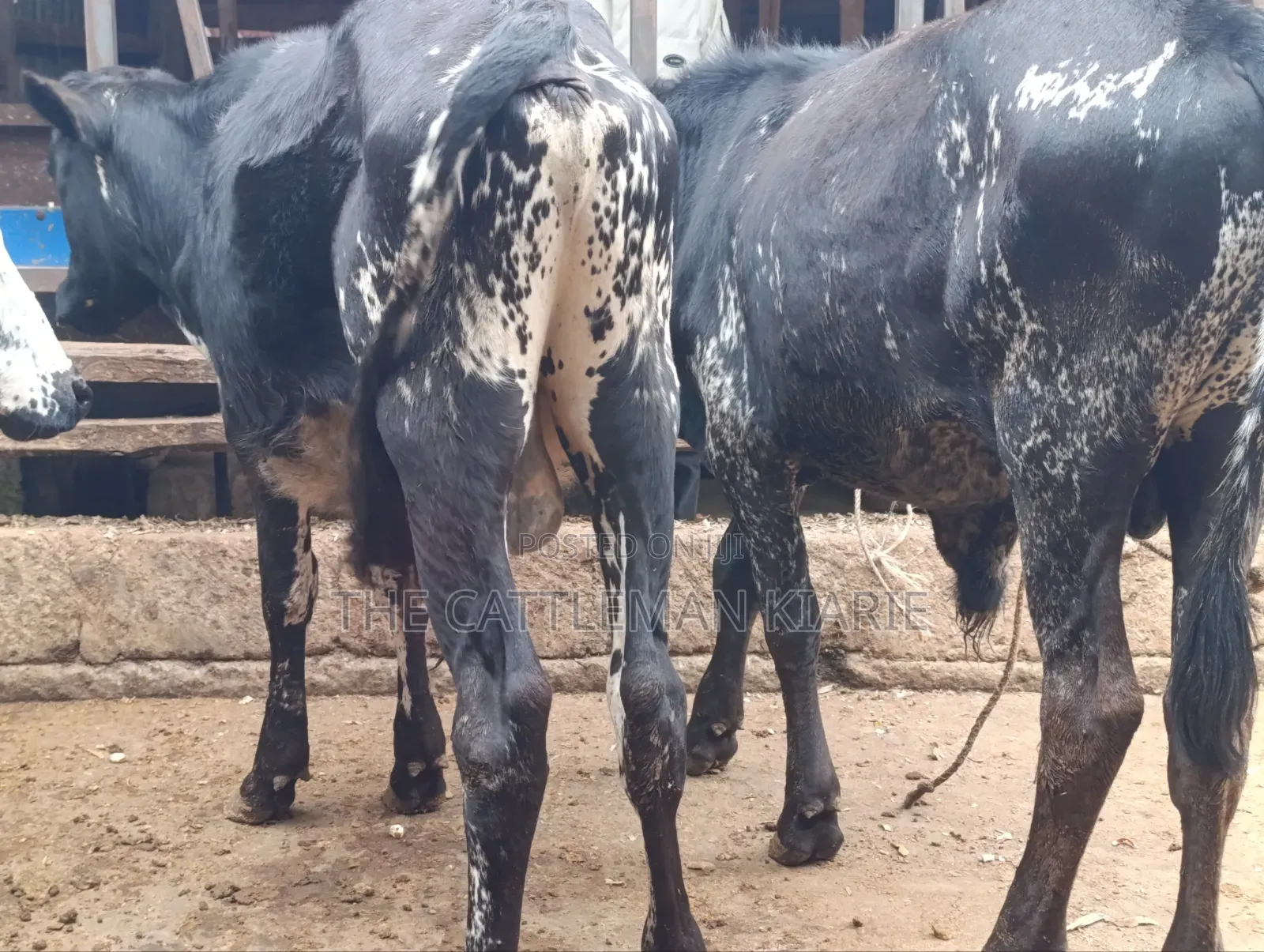 Girilando Bulls for Sale