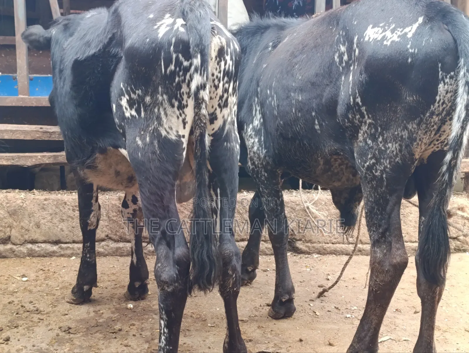 Girilando Bulls for Sale