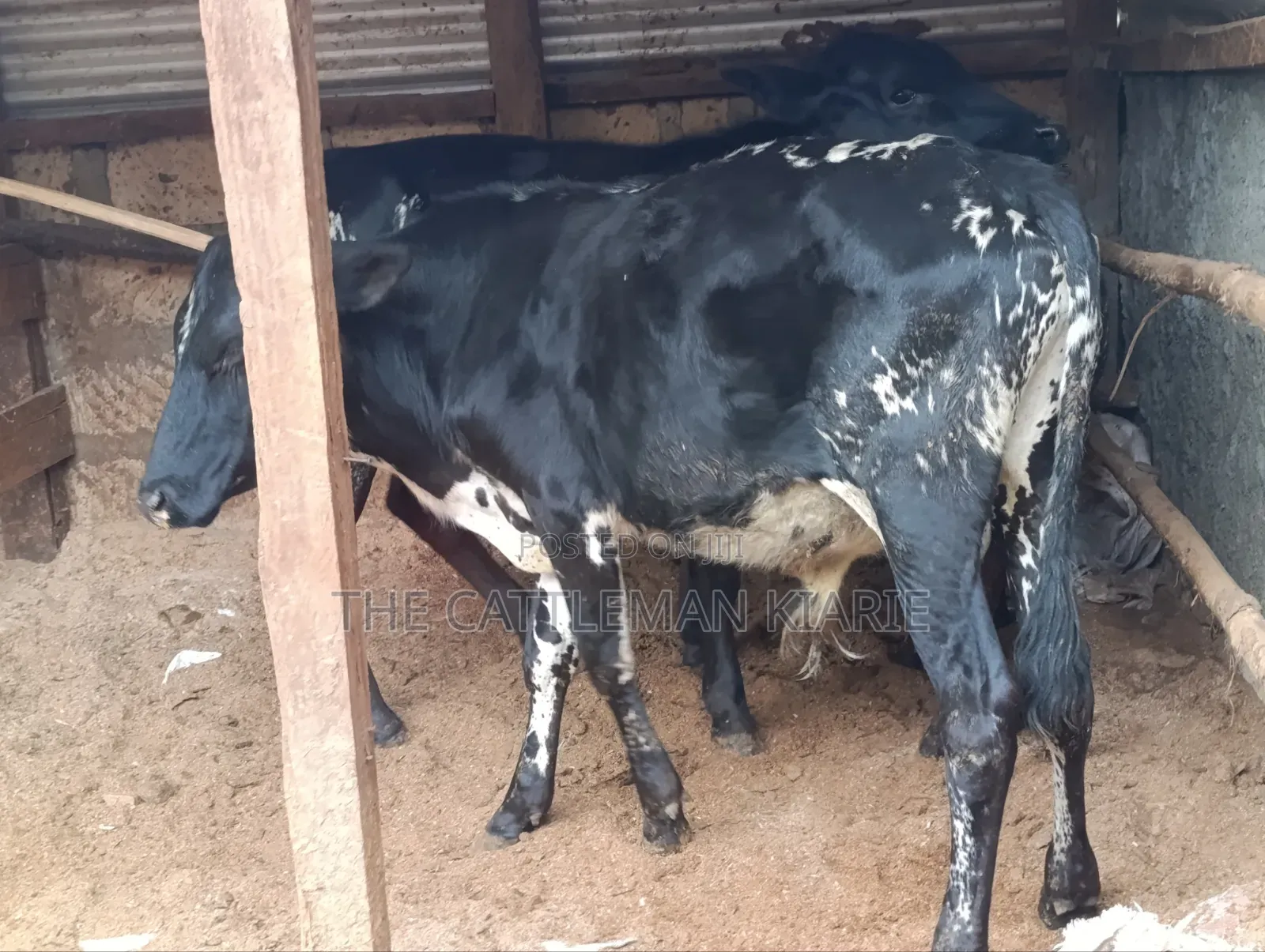 Girilando Bulls for Sale