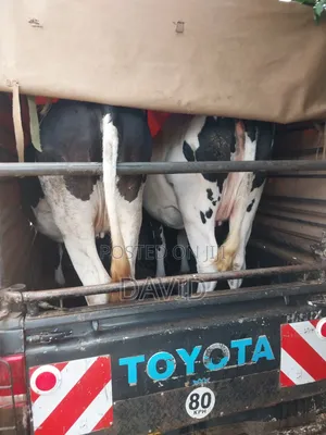 Dairy Farm Animals
